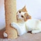 Pet Adobe Pet Adobe Cat Scratching Post- Play Area with 3 Poles, Perch and Toys- 19.25 inch Tall 835979GCZ - alternate 6